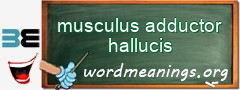 WordMeaning blackboard for musculus adductor hallucis